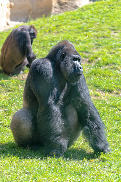 El gorila Silverback está vigilando a su familia.
 - Foto, imagen