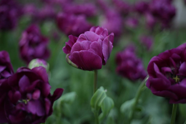 gyönyörű friss tulipán lila színű, szemben a háttérben a zöldek és a különböző virágok - Fotó, kép