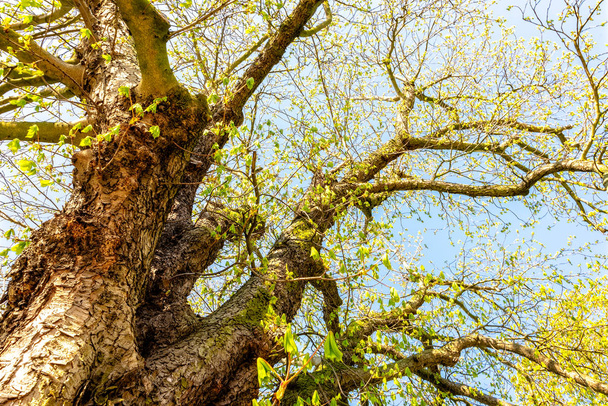 Baum mit grüner Baumkrone - Foto, Bild