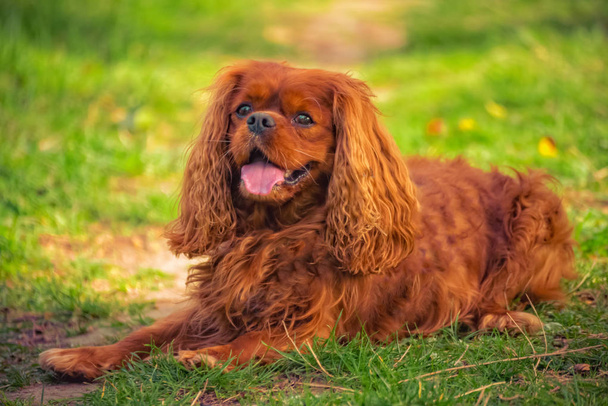 Cavalier kuningas Kaarle koirarotu Ruby sijaitsee niityllä
 - Valokuva, kuva