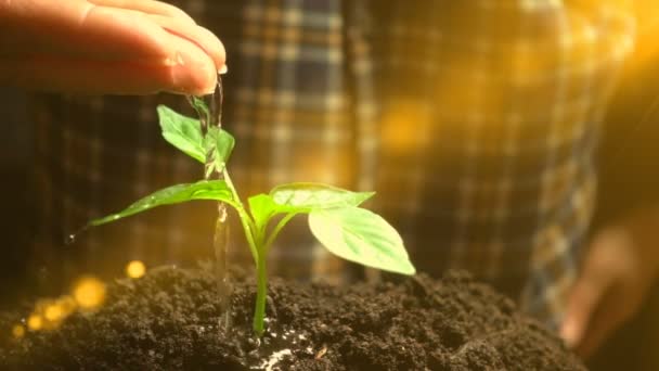 Homme arrosant une plante, ralenti, concept de développement de l'agriculture, écologie
 - Séquence, vidéo
