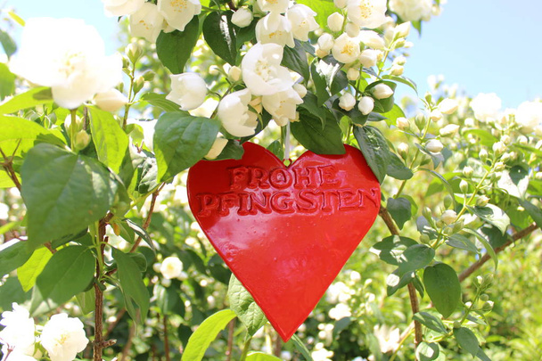 κόκκινη καρδιά στο γιασεμί με το γερμανικό κείμενο ευτυχισμένη Πεντηκοστή - Φωτογραφία, εικόνα