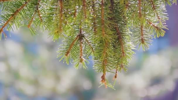 A branch of a pine lit by the sun sways in the wind. Close-up. - Footage, Video