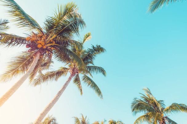 Yaz aylarında mavi gökyüzü ve güneş ışığı ile tropikal plajda Palmiye ağacı, uprisen açı. vintage filtre etkisi - Fotoğraf, Görsel