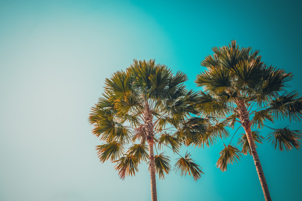 Palm tree at tropical beach with blue sky and sunlight in summer, vintage filter effect. - Photo, Image