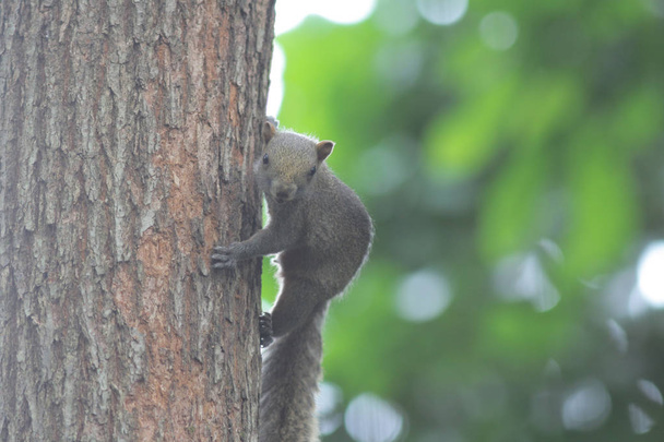 Oostelijke grijze eekhoorn in het HK Park - Foto, afbeelding