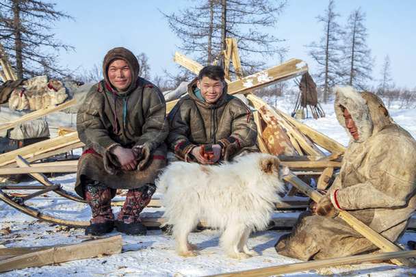 Lejos al norte de Yamal, tundra, pastos nord renos, familia de re
 - Foto, imagen