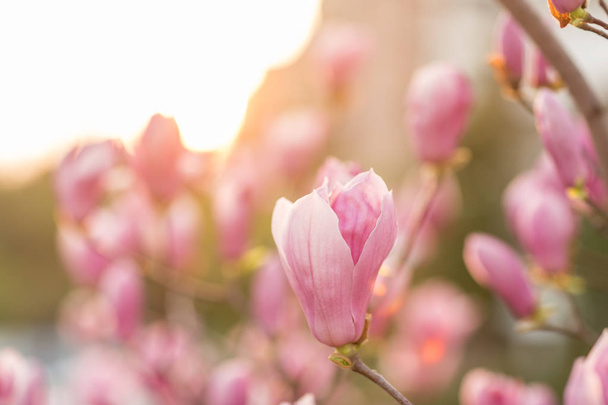 Blooming magnolia tree outdoor. Flowers pink color. Spring moments - Fotoğraf, Görsel