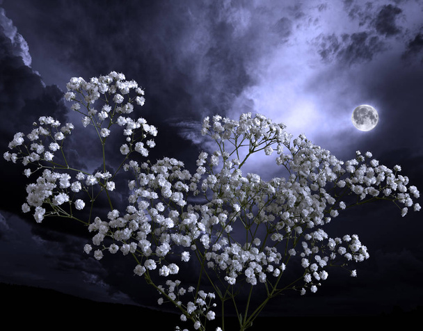 Letní měsíční noc v kvetoucí zahradě, květiny v měsíčním svitu - Fotografie, Obrázek