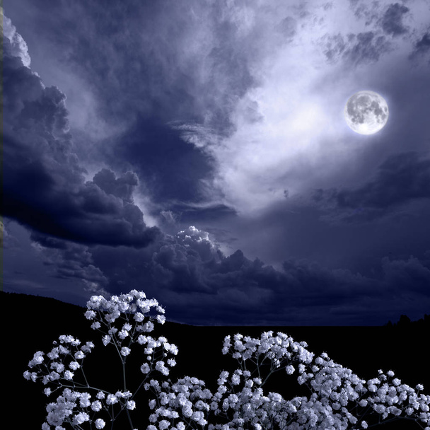 Letnia noc księżyca w kwitnących ogrodach, kwiaty w świetle księżyca - Zdjęcie, obraz