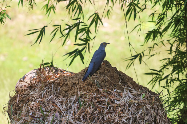 Κούκος πτηνών σε τροπικό δάσος φύση φόντο  - Φωτογραφία, εικόνα
