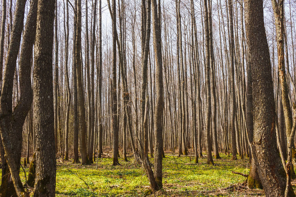Spring bare forest. Many aspen tree trunks - Zdjęcie, obraz