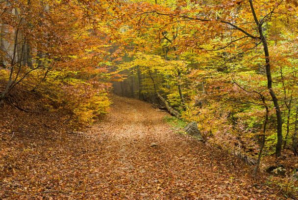 Άγριο δάσος στα βουνά της Κριμαίας την φθινοπωρινή περίοδο. - Φωτογραφία, εικόνα
