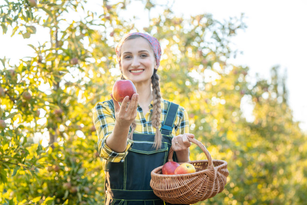 Frau auf Obstplantage zeigt Apfel in die Kamera - Foto, Bild