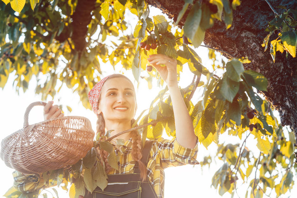 Woman plucking cherries from tree in harvest time - Photo, Image