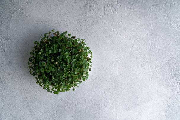 Arugula sprouts growing in round plate on bright textured table, top view with copy space. Organic cooking and menu. - Fotó, kép