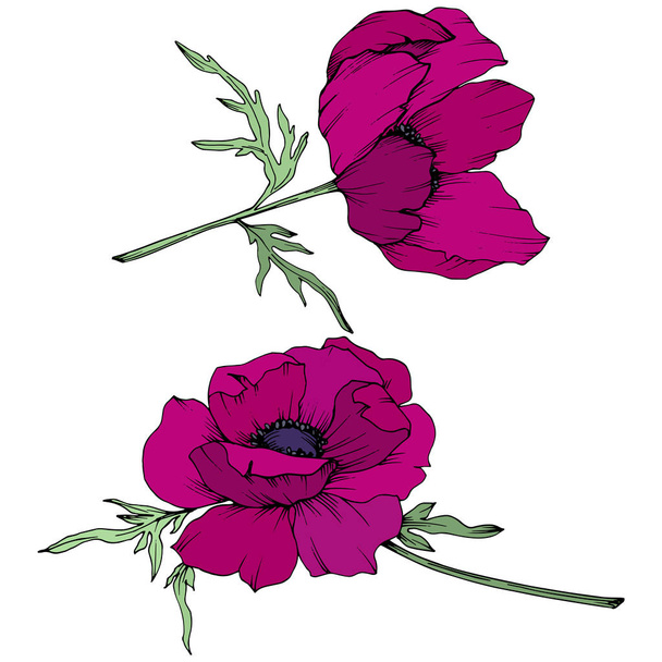 Vector Marsala Anemone kwiatów botanicznych. Czarno-biała grawerowana sztuka atramentu. Izolowany Anemon element ilustracji. - Wektor, obraz