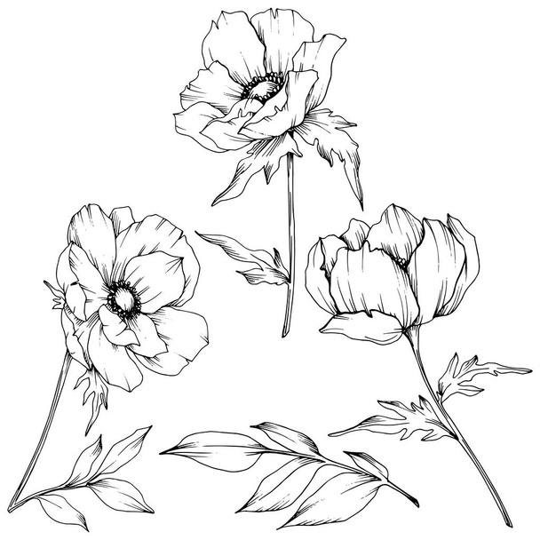 Vector Anemone floral botanical flowers. Black and white engraved ink art. Isolated anemone illustration element. - Vector, Image