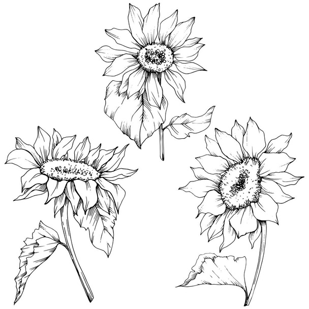 Vector Sunflower floral botanical flowers. Black and white engraved ink art. Isolated sunflower illustration element. - Вектор,изображение