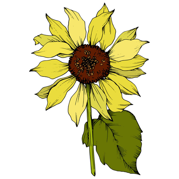 Векторна квітка соняшнику. Жовте і зелене гравірування чорнила. Ізольований елемент ілюстрації соняшнику
. - Вектор, зображення