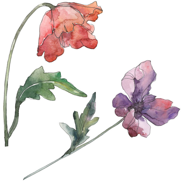 Czerwone i fioletowe kwiaty maku kwiatów botanicznych. Zestaw tła akwarelowego. Poppies na białym tle element ilustracji. - Zdjęcie, obraz