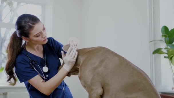 Eläinlääkäri ja vieroituskoira eläinlääkäriklinikalla
 - Materiaali, video