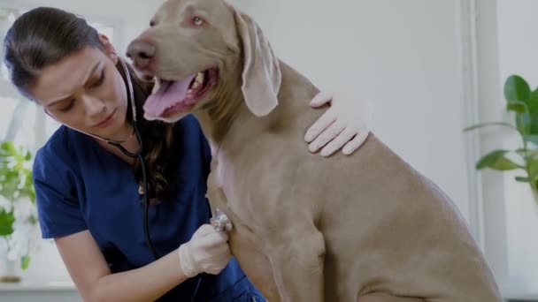 Tierarzt und Weimaraner Hund in Tierklinik - Filmmaterial, Video