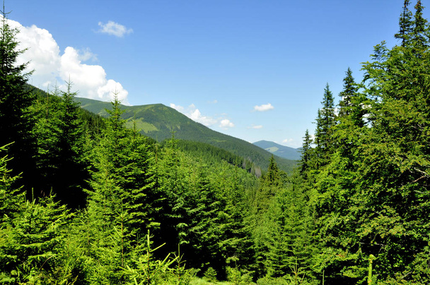 mountain forest with mountains and sky - Photo, Image