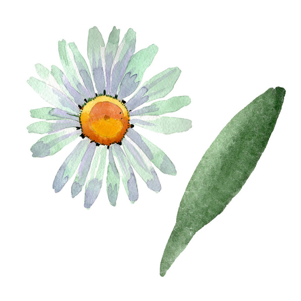 大きな白カモミール花の植物の花。水彩画の背景セット。分離カモミールイラスト要素. - 写真・画像