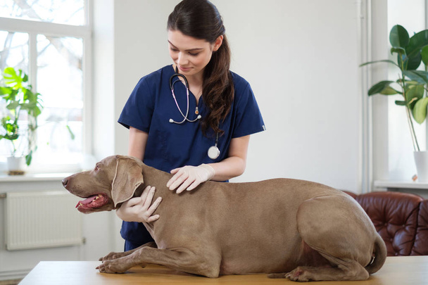 Veterinário e cão weimaraner na clínica veterinária
 - Foto, Imagem