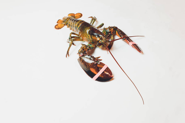 Live Boston lobster isolated on white background. - Photo, Image