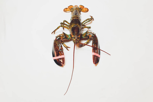 Live Boston lobster isolated on white background. - Foto, afbeelding