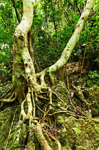 зеленые корни деревьев
 - Фото, изображение