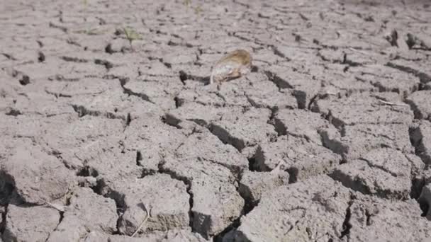 Sucha złamany gleba suszy na jeziorze, rzece lub dnie morskim - Materiał filmowy, wideo