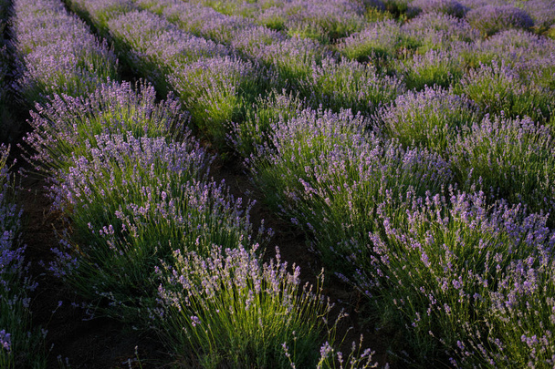 Rows of lavender bushes. Lavender field in the village. - Fotó, kép