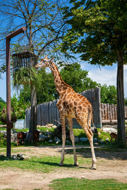 beautiful giraffe eating grass - Fotoğraf, Görsel
