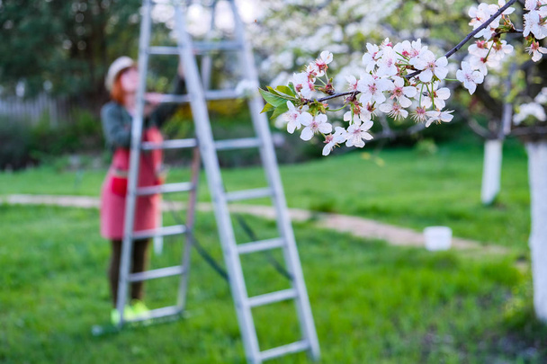 Mujer agricultora en una escalera para el cuidado del manzano floreciente en un hermoso día de primavera
 - Foto, Imagen