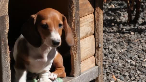 Dachshund köpek kulübesi hd görüntüleri  - Video, Çekim