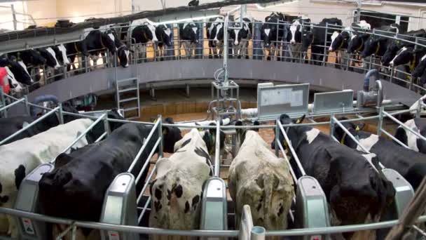 Automatic milking carousel system at the dairy farm - Footage, Video