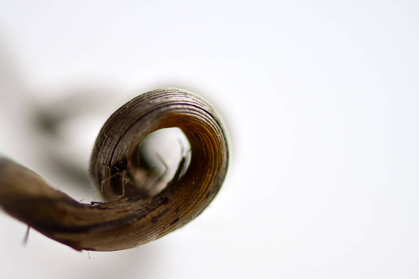 abstrakte Fotografien eines getrockneten Schnurrbarts einer Weinrebe (gekräuselte Weinranken) können als Probleme des Bewässerungswassers oder des Aussterbens von Leben oder als eine Art Spiralelement interpretiert werden. - Foto, Bild