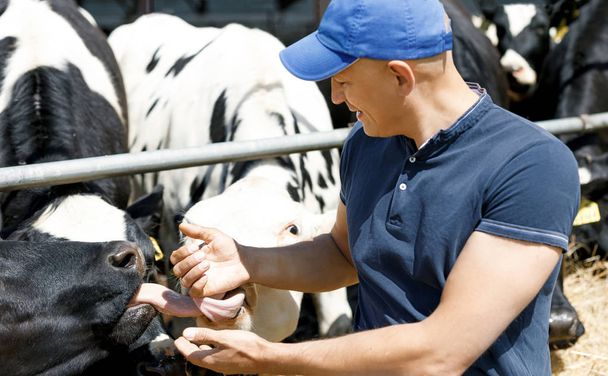 agricultor alegre cercado por vacas na fazenda
 - Foto, Imagem