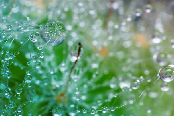 la gota de agua en el cactus, el patrón de gota de agua en el fondo de la naturaleza
 - Foto, Imagen