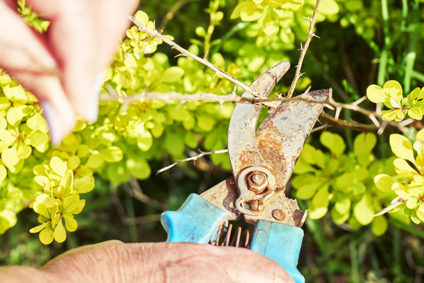Poda de ramos berberis mortos com cortadores de jardim
 - Foto, Imagem