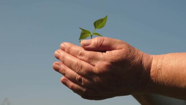 tuinders handen houden een groene zaailing in hun handpalmen tegen de hemel. milieuvriendelijke Sprout. jonge Sprout in handen van de boer. zoete peper Sapling close-up. ecologisch schone planeet - Video