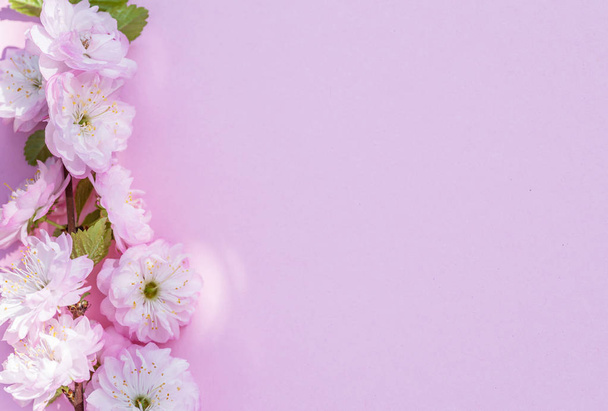 Violet paper blank and beautiful flowers of almond plant on it.  - Zdjęcie, obraz