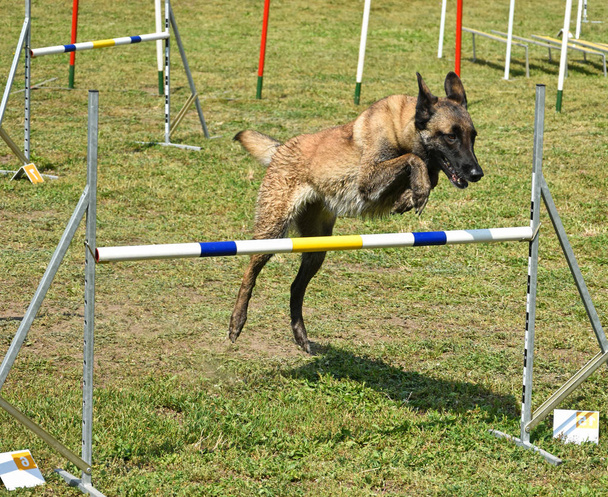 Concurso de agilidade do cão
 - Foto, Imagem