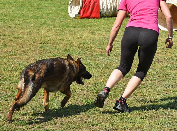 Kutya agility verseny - Fotó, kép