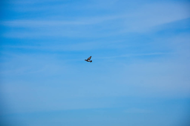 pájaro paloma volador en acción - Foto, imagen