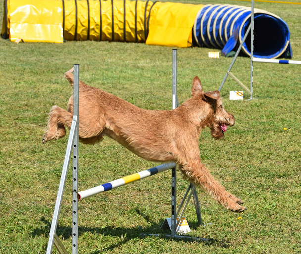 Concurso de agilidade do cão
 - Foto, Imagem
