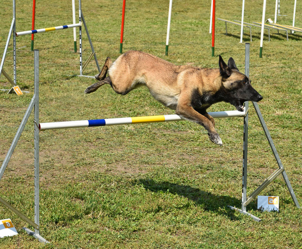 Собачья ловкость
 - Фото, изображение